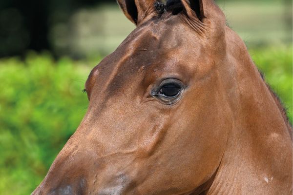 67 Chacannah VK Z 67 Chacannah VK Z