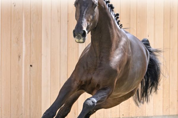 06 Dourka Van Het Exelhof Z 06 Dourka Van Het Exelhof Z