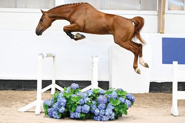 10 Elliot Z 10 Elliot Z