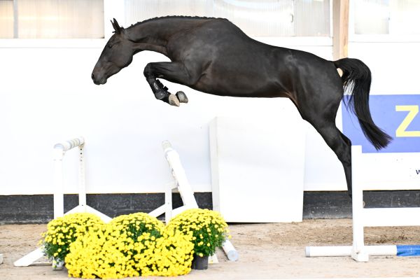 Daydream GT Z  Daydream GT Z