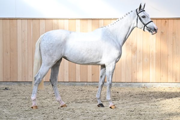 Coco Jambo Z Coco Jambo Z