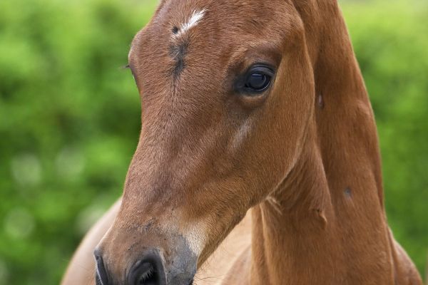 Conthargos x Edjaz van 't Merelsnest Contesto van Maeson Stables Z