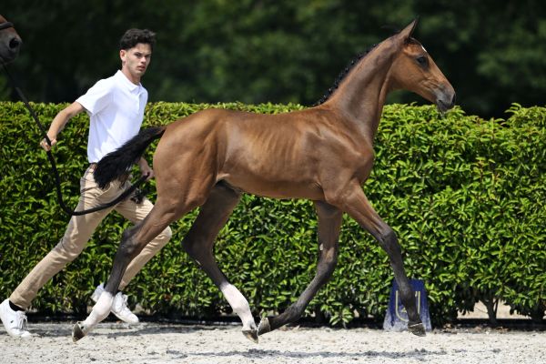 Comme il Faut x Kassander van 't Roosakker Z Cassanah Boy van de Eijkhof Z