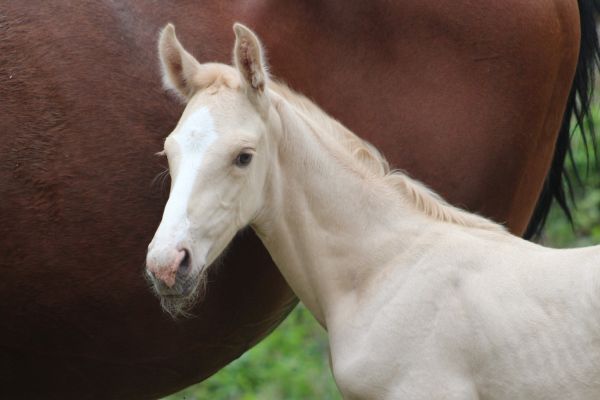 Dubaï du Bosquet Z  Dubaï du Bosquet Z