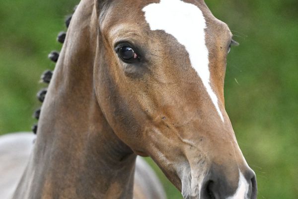 Catoki Z x Emerald Catomi Z