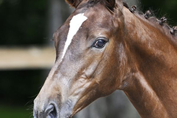 Untouched Son JPS x Quattro B Unbelievable Touch Z