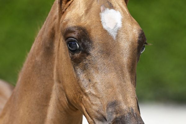 Emerald x Carthago Z Evander Hero Z