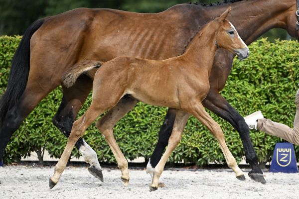 Mylord Carthago x Ogano Sitte Musthave vd Braembeier Z