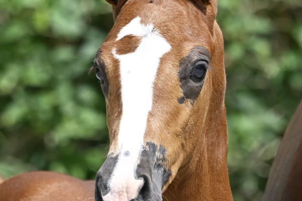 Attention Z Attention Z