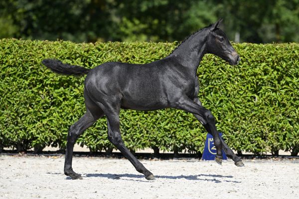 Dame Blanche van WW Z Dame Blanche van WW Z