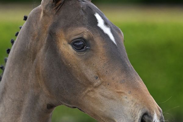 Duchesse vd Drie Eiken Z Duchesse vd Drie Eiken Z