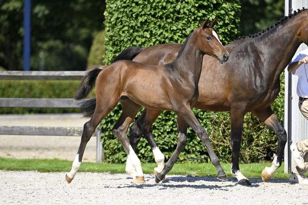 Daniro Jeba Z Daniro Jeba Z