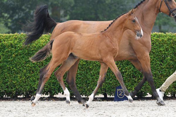 Dynamic For Fun Z Dynamic For Fun Z