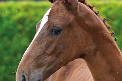 Caracas 2000 Z Caracas 2000 Z