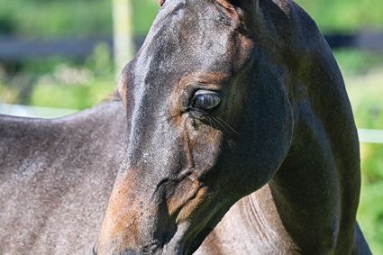 Crown of Dallas Vegas HK Z Crown of Dallas Vegas HK Z