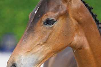 Koda vd Berghoeve Z Koda vd Berghoeve Z