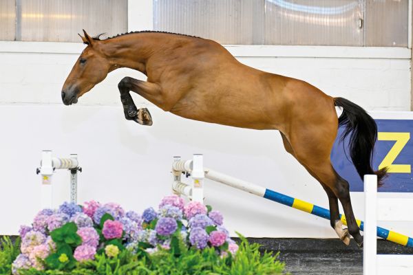 Ariba Axelhoeve Z Ariba Axelhoeve Z