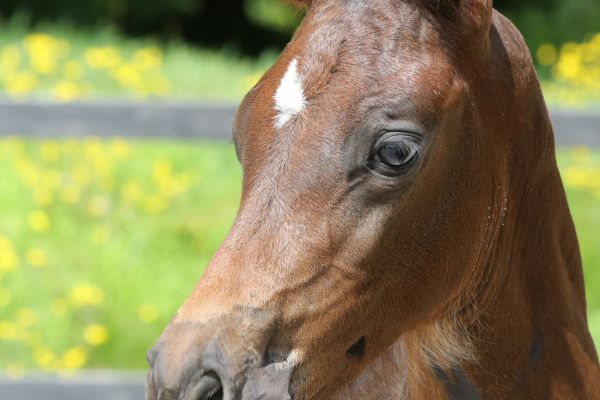 Quelle Femme de Orange Z Quelle Femme de Orange Z