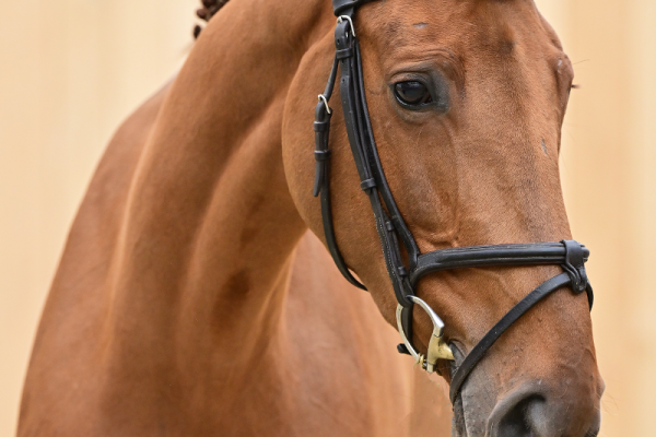 Codex One Z x Diva 2000 Z Cloë Van Het Weidehof Z