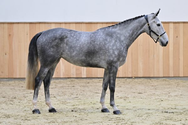 Aganix du Seigneur Z x George Z Apanatschi Z