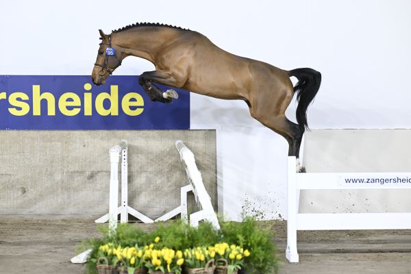 Zangersheide Stallion Auction - sold for 340.000€ Dourking Hero Z