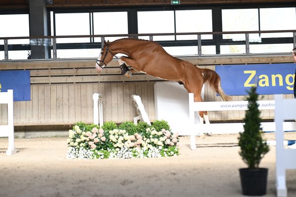 Ultramaro V.V. Z Ultramaro V.V. Z