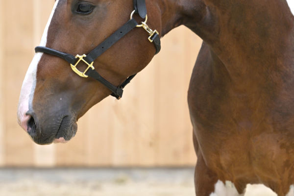 Aram de Bo Z Aram de Bo Z