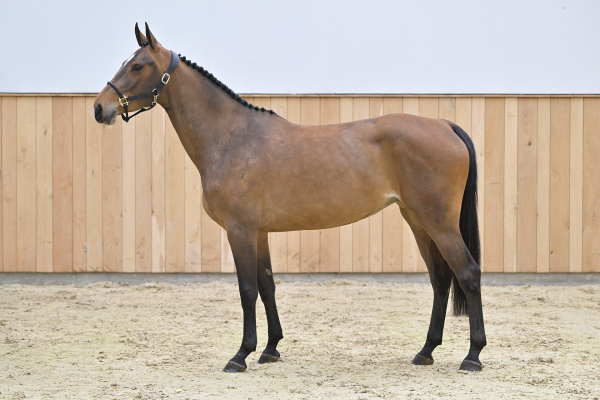 Chovalie Z Chovalie Z