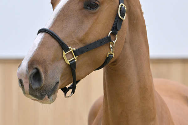 Rhythmo Kattenheye Donkhoeve Z Rhythmo Kattenheye Donkhoeve Z