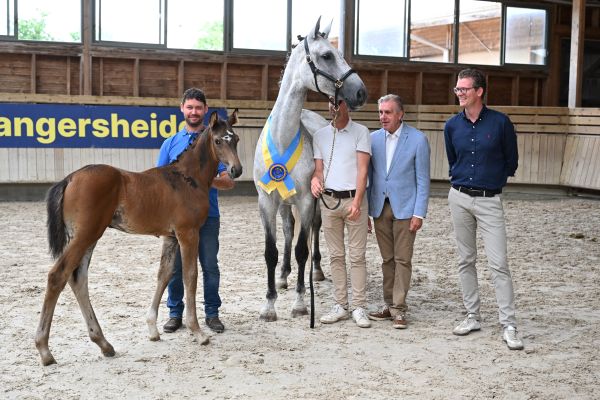 Themis de Syto Z -  Zangersheide Foal Champion fillies France