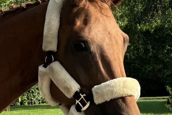 Chestnut des Natices Z