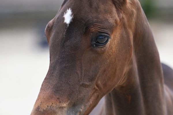 Cognac Peguignon Z