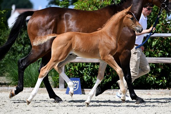 Edison DM Z Edison DM Z