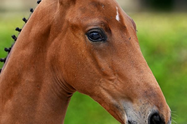 Bond Junior Z Bond Junior Z