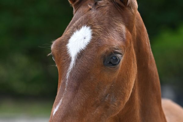 Ambor van de To-Jo-Pe Hoeve Z