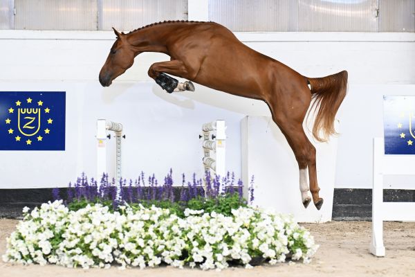 Emir van 't Goor Z