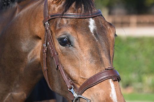 Tequila van het Reigersnest Z Tequila van het Reigersnest Z