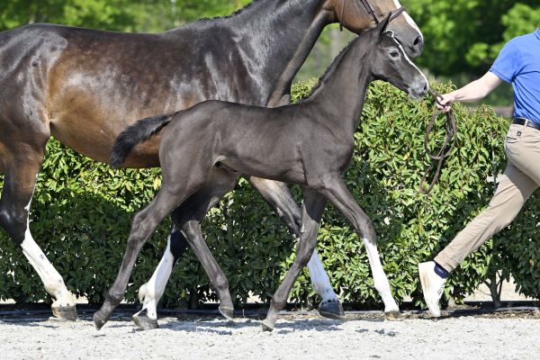 Avenger AEG Z Avenger AEG Z