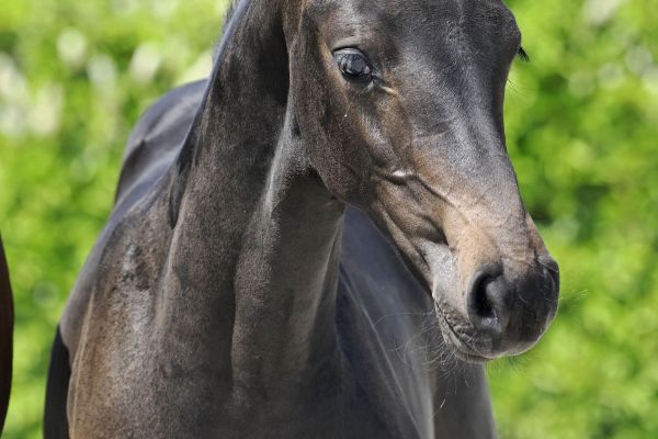 Dia Bella Courtier Z Dia Bella Courtier Z