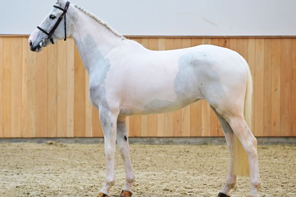 L'ALBERTINE SITTE 4 L'ALBERTINE SITTE 4