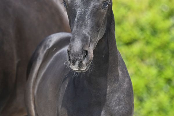 Prosecco SK Z  Prosecco SK Z