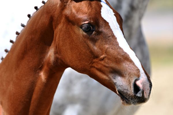 DSC_8979 odette DSC_8979 odette