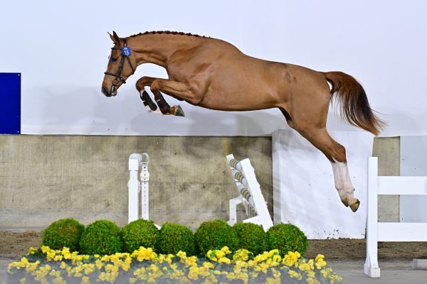 Cayenne van't Kiezelhof Z