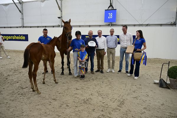 Diavolina vd Vrombautshoeve Z - &copy;Paardenfotograaf