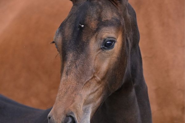 Design-K van Kattenheye Z