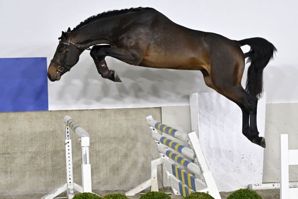 DIDO VH BROEKXHOF 1 DIDO VH BROEKXHOF 1