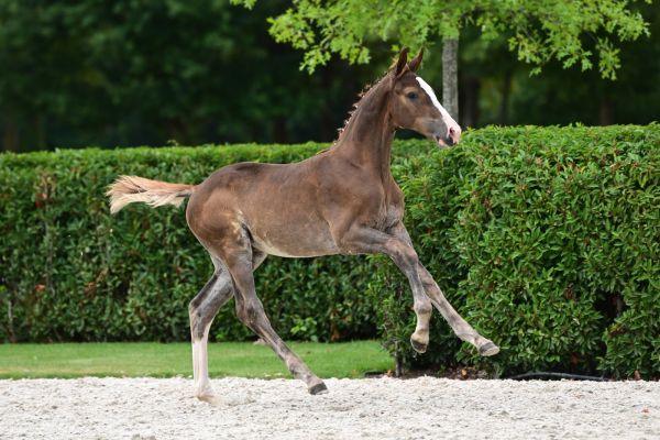 tobasco-vant-keikelhof-z-58 tobasco-vant-keikelhof-z-58
