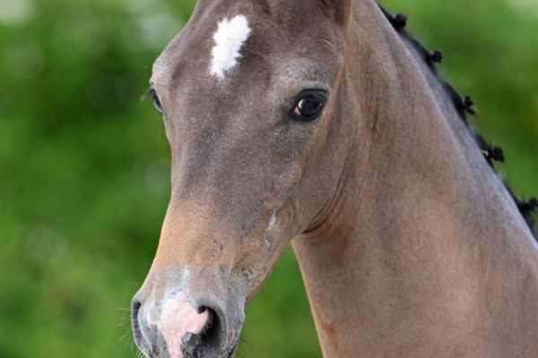 caravaggio-optimus-z caravaggio-optimus-z