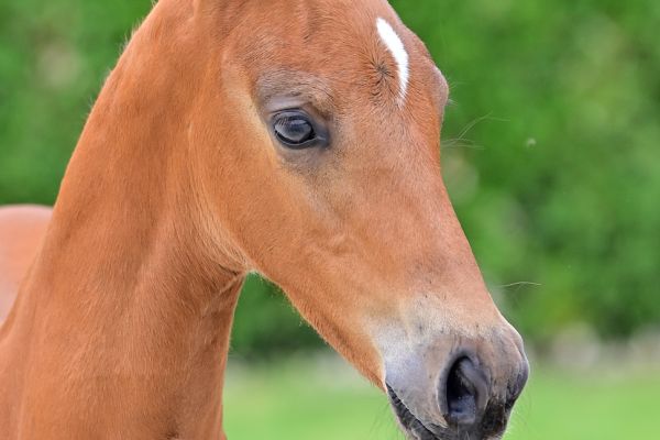 el-commandante-z el-commandante-z