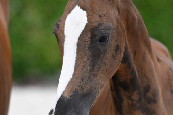 herbie-vant-koningsbos-z herbie-vant-koningsbos-z